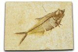 Detailed Fossil Fish (Diplomystus) - Wyoming #379504-1